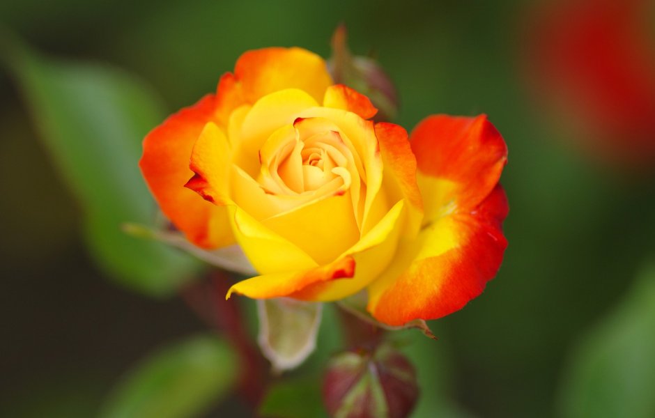 Желто-оранжевая роза в бутоне