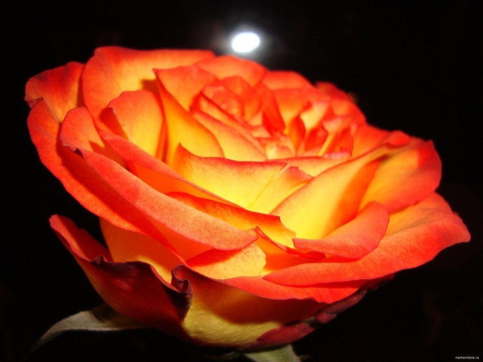 Красно желтых роза Вирджиния