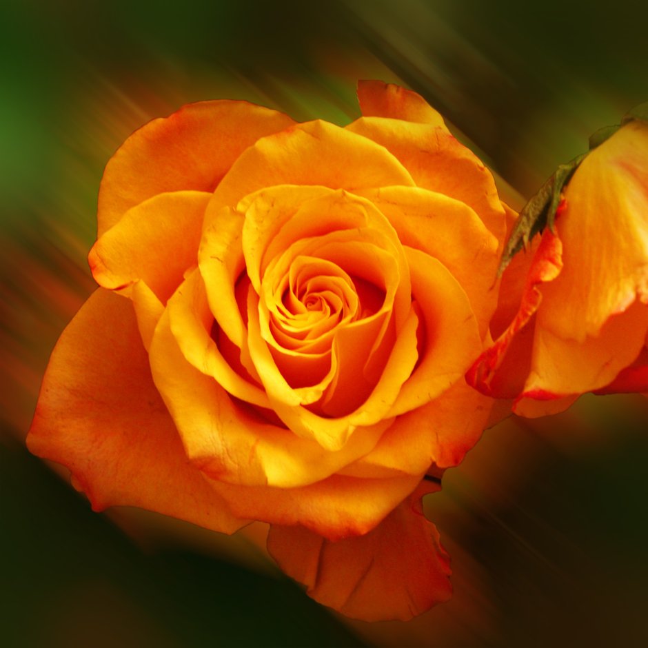 Роза флорибунда Orange Romantica