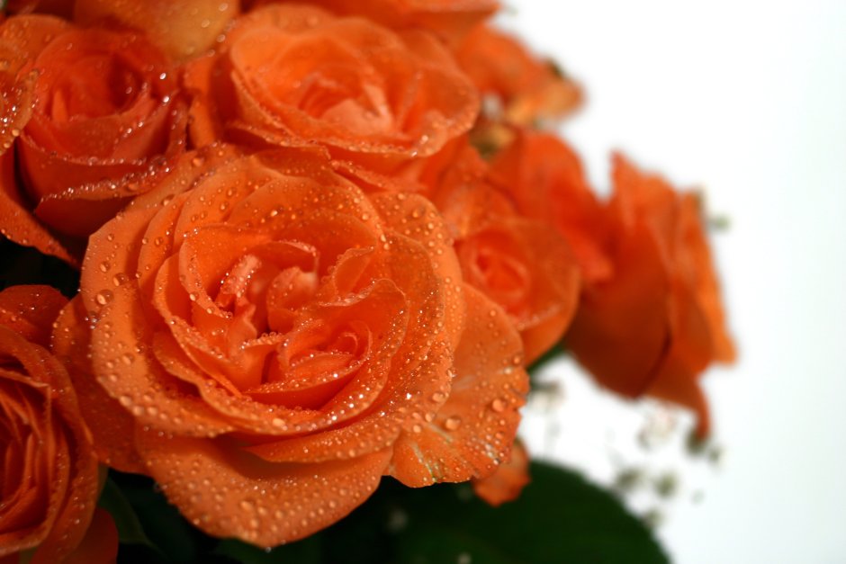 Оранжевые розы