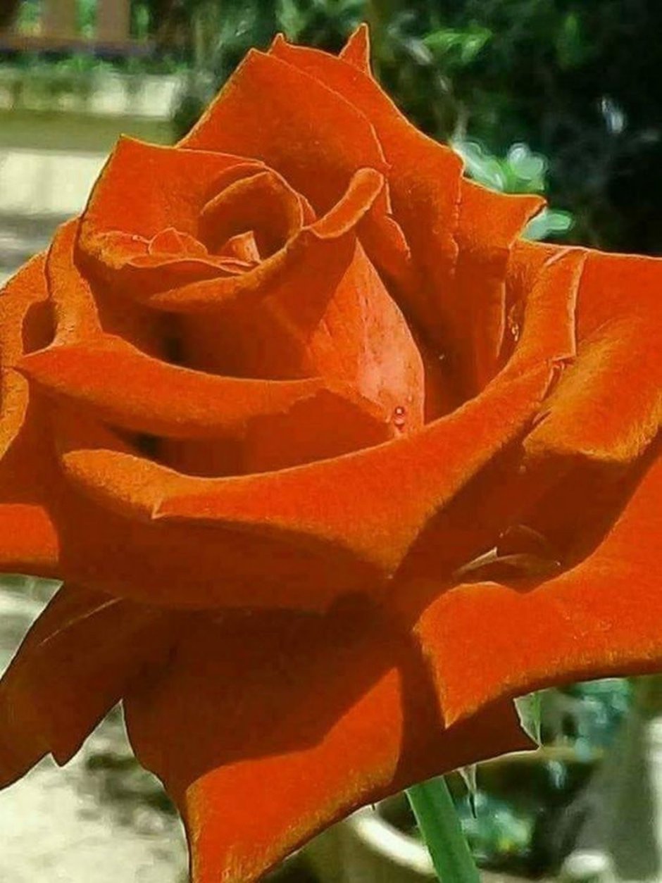 Розы оранжевого цвета сорта