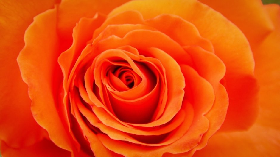 Темно оранжевый цветок