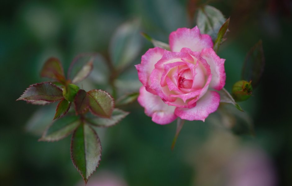 Роза красивый ракурс