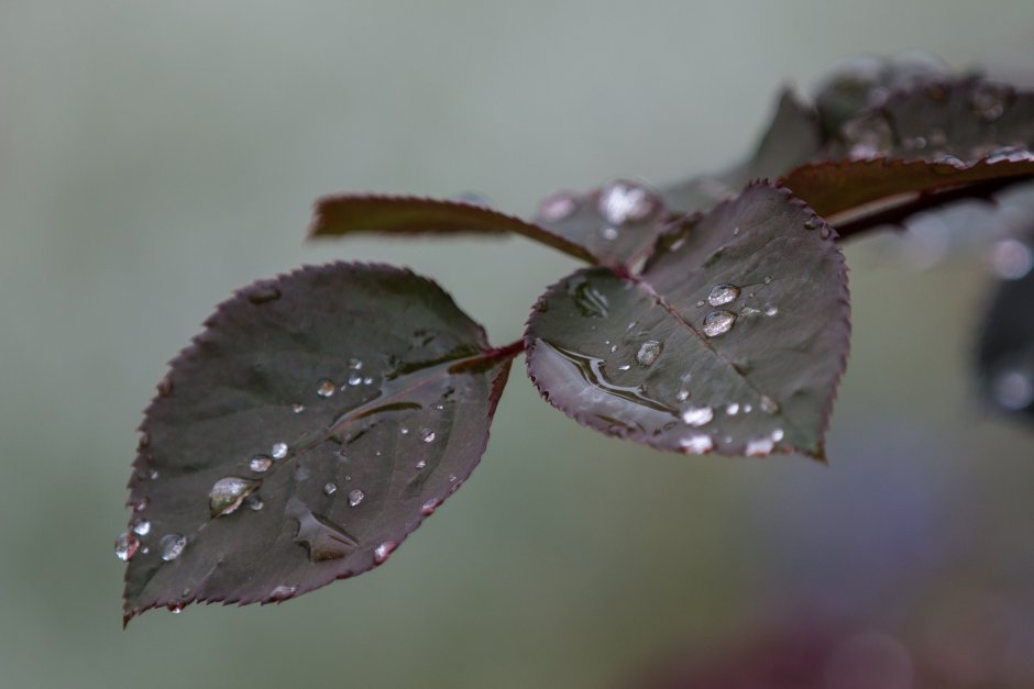 Листья с каплями дождя