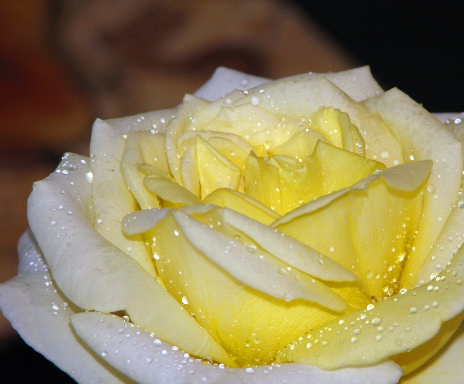 Розы белые с желтоватым оттенком
