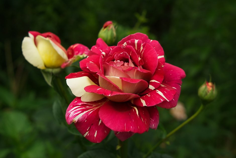 Роза Мордовия сорта и названия фото