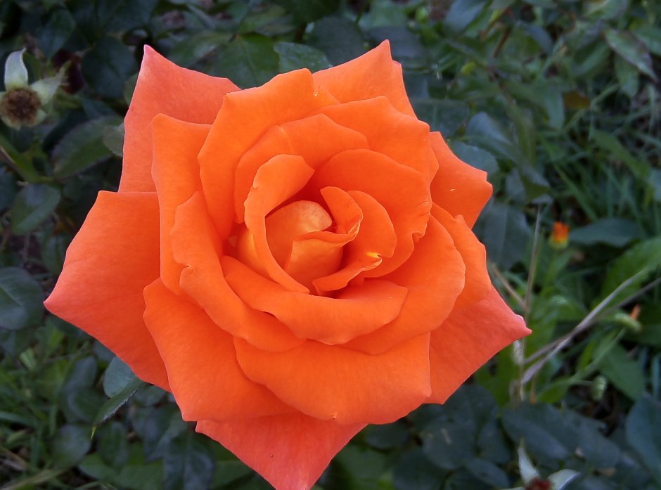 Розы Голландия в теплице