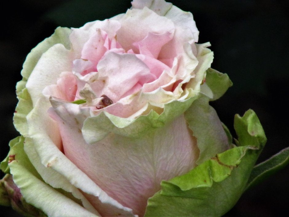 Сорта роз с гофрированными краями