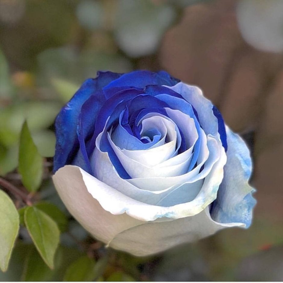 Роза чайно-гибридная голубая Лагуна
