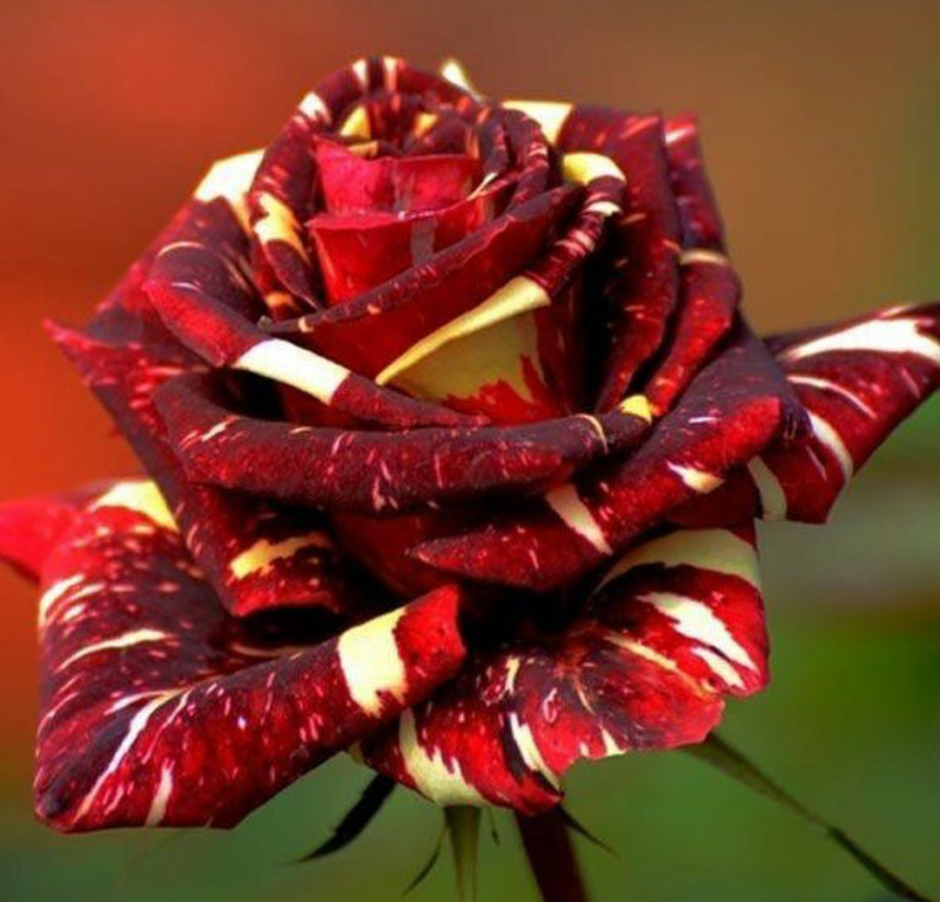 Розы с необычными лепестками