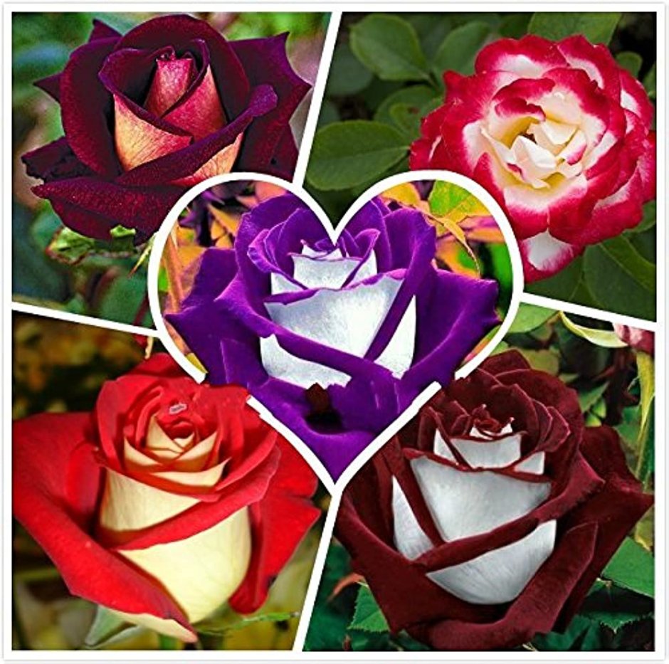 Роза Осирия расцветка