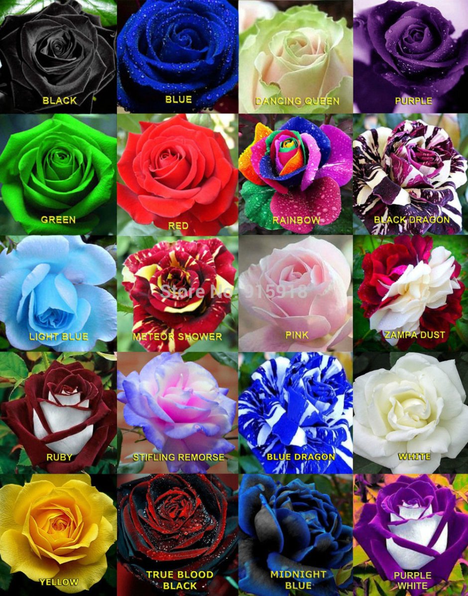 Розы разных сортов