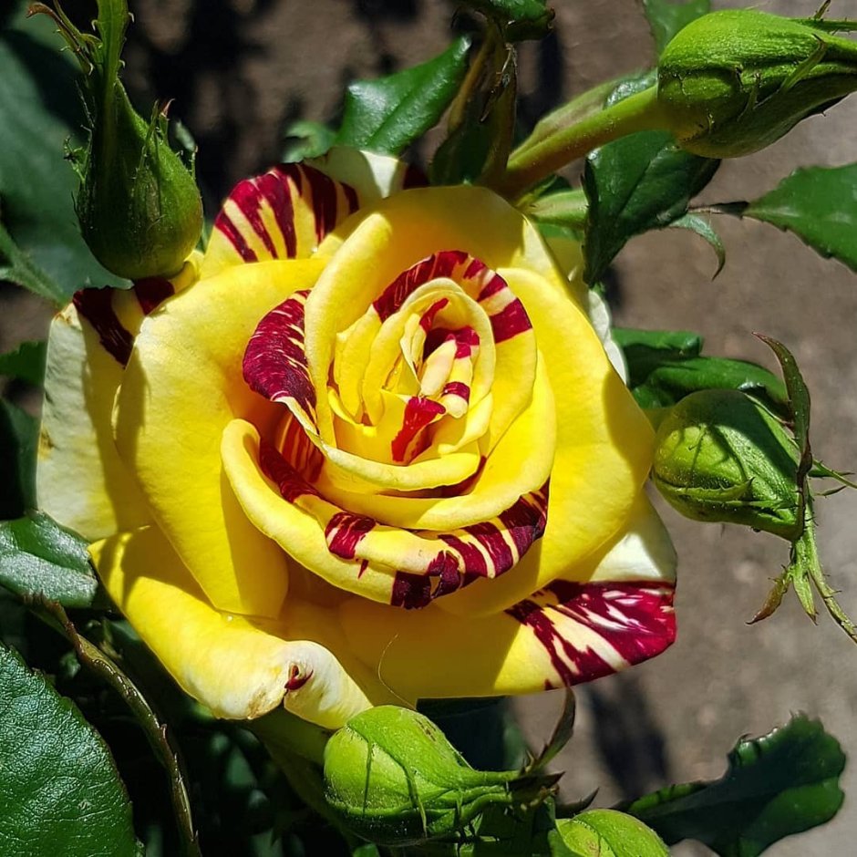 Розы необычайной красоты