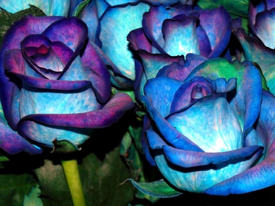 Розы необычных расцветок, с разводами