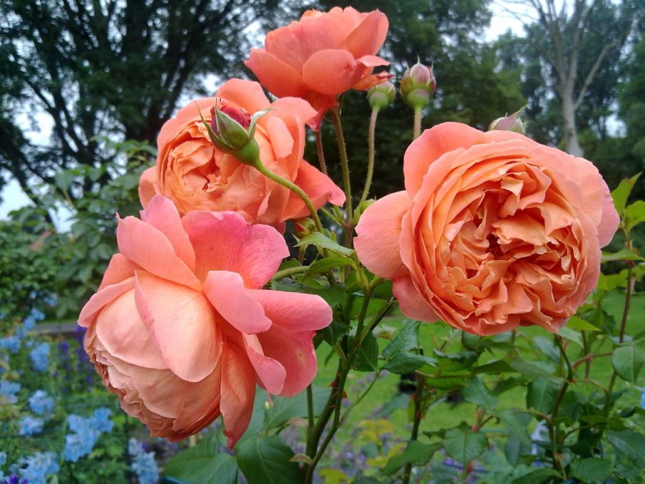Пионовидные розы Мэнсфилд парк