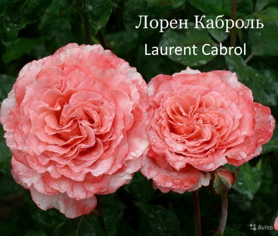 Сорт розы Лоран Каброль