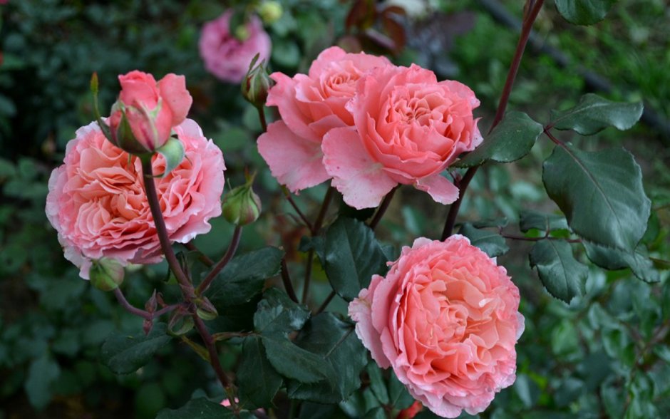 Розебук саженцы роз