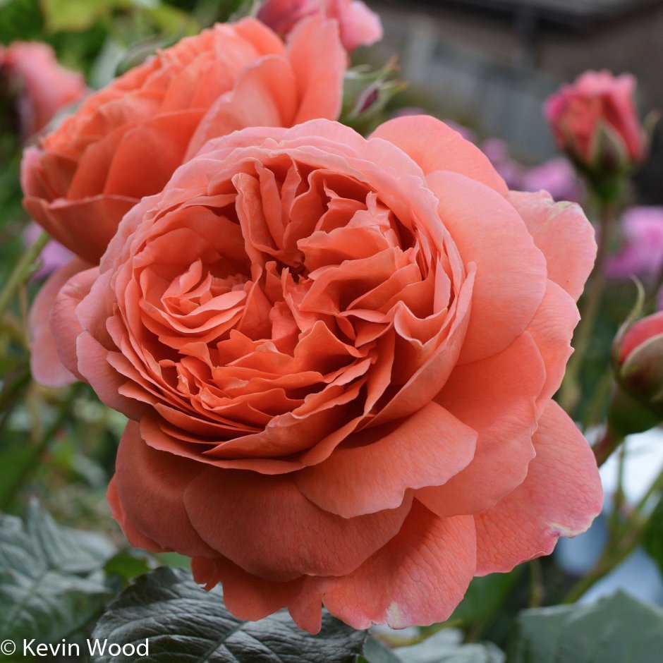 Лоран Каброль роза лиловая