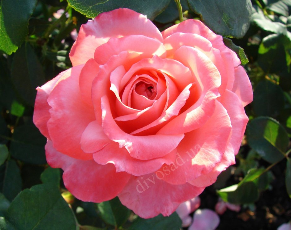 Питомник Розебук саженцы роз