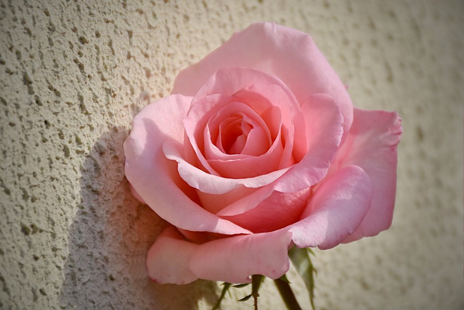 Мраморная розовая роза Пинк