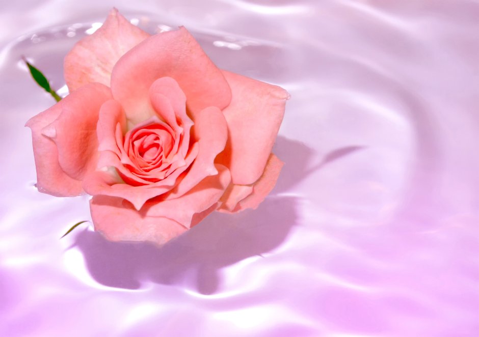 Розовые розы в водички