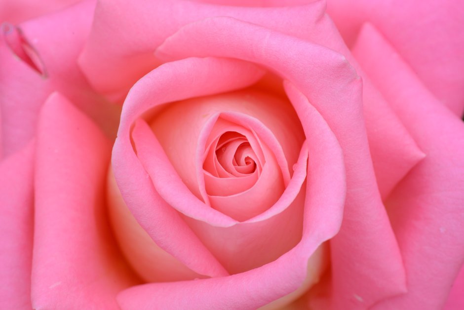 Цвета роз розовые яркие