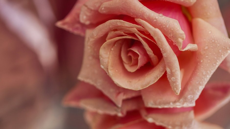 Розовая роза макро