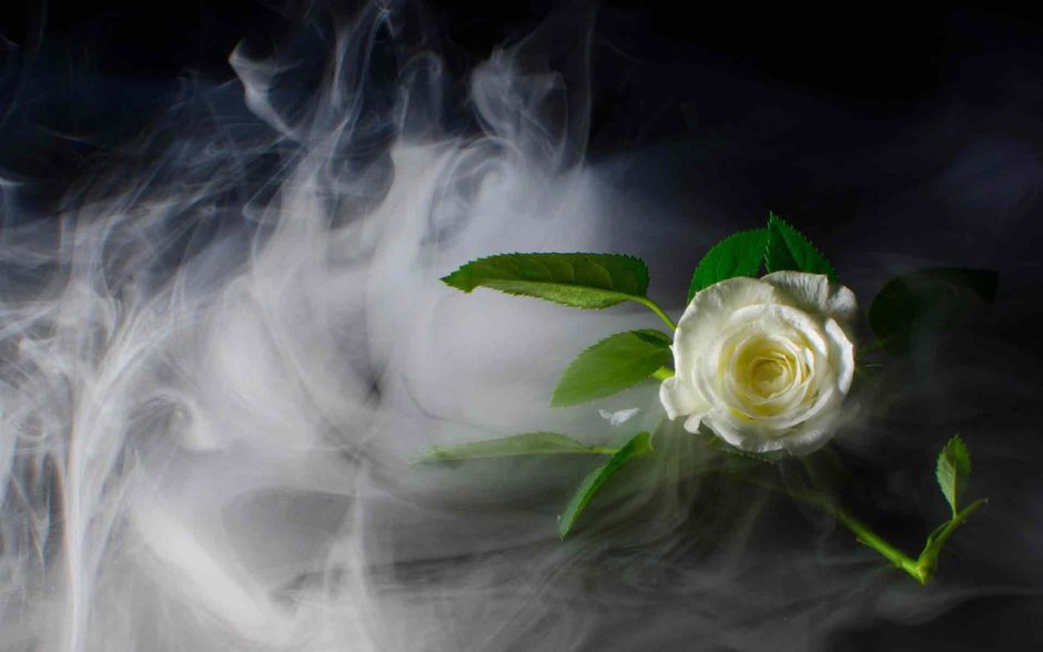 Розы в тумане