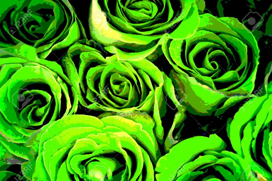 Розово-зеленые розы в зеленой бумаге