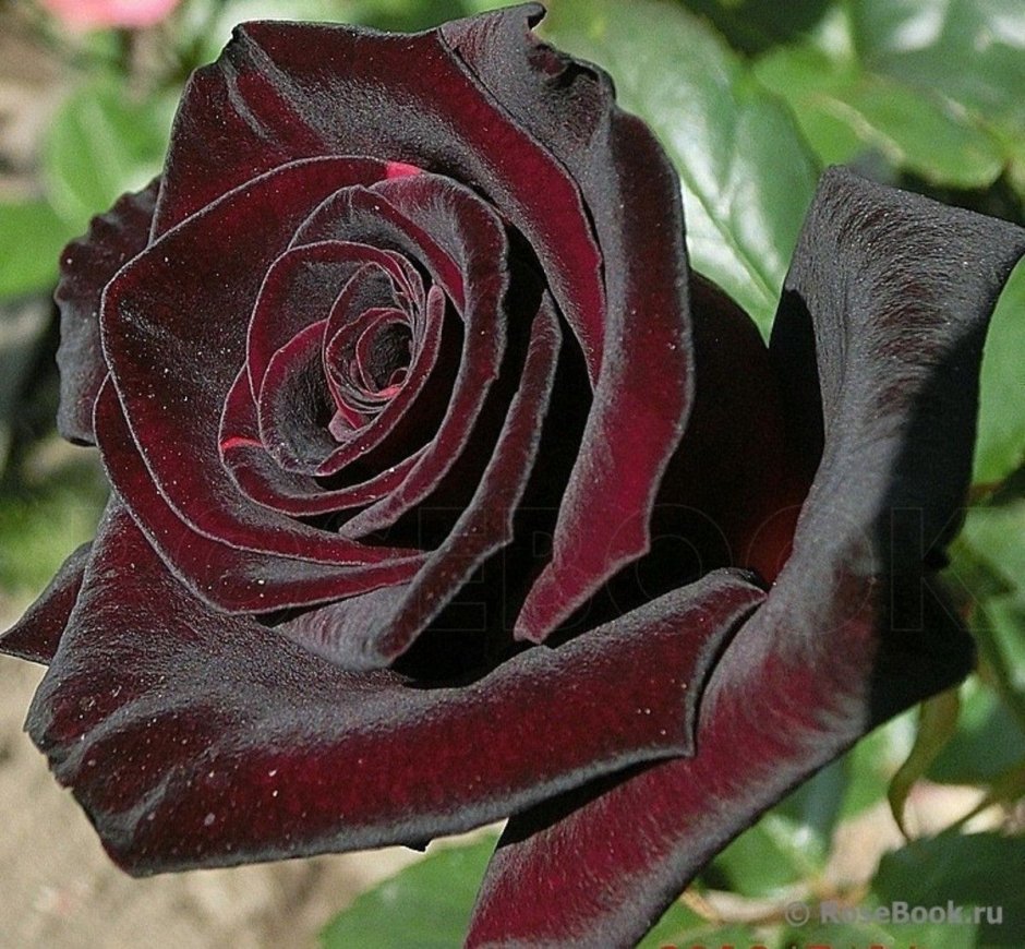 Black Baccara Блэк баккара роза