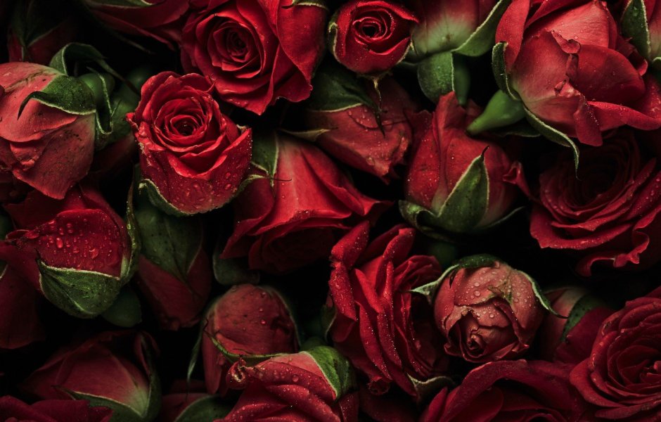 Розы бордового цвета