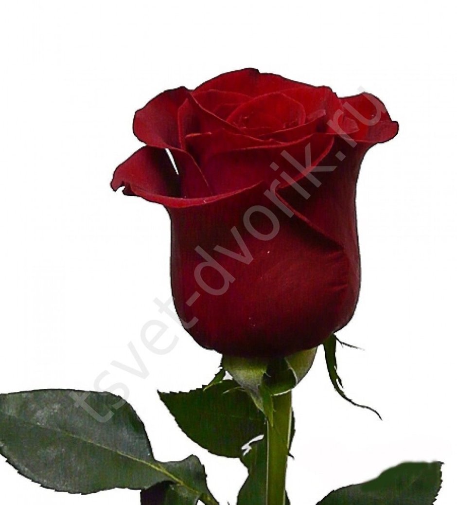 Бордовая роза Фридом