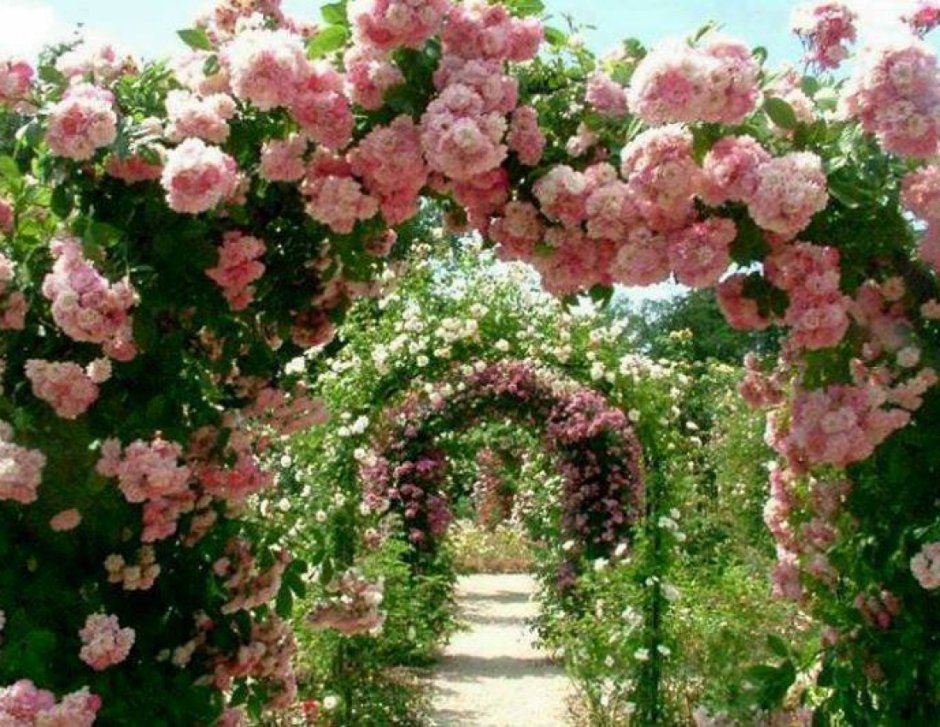 Роза плетистая розовая Жемчужина
