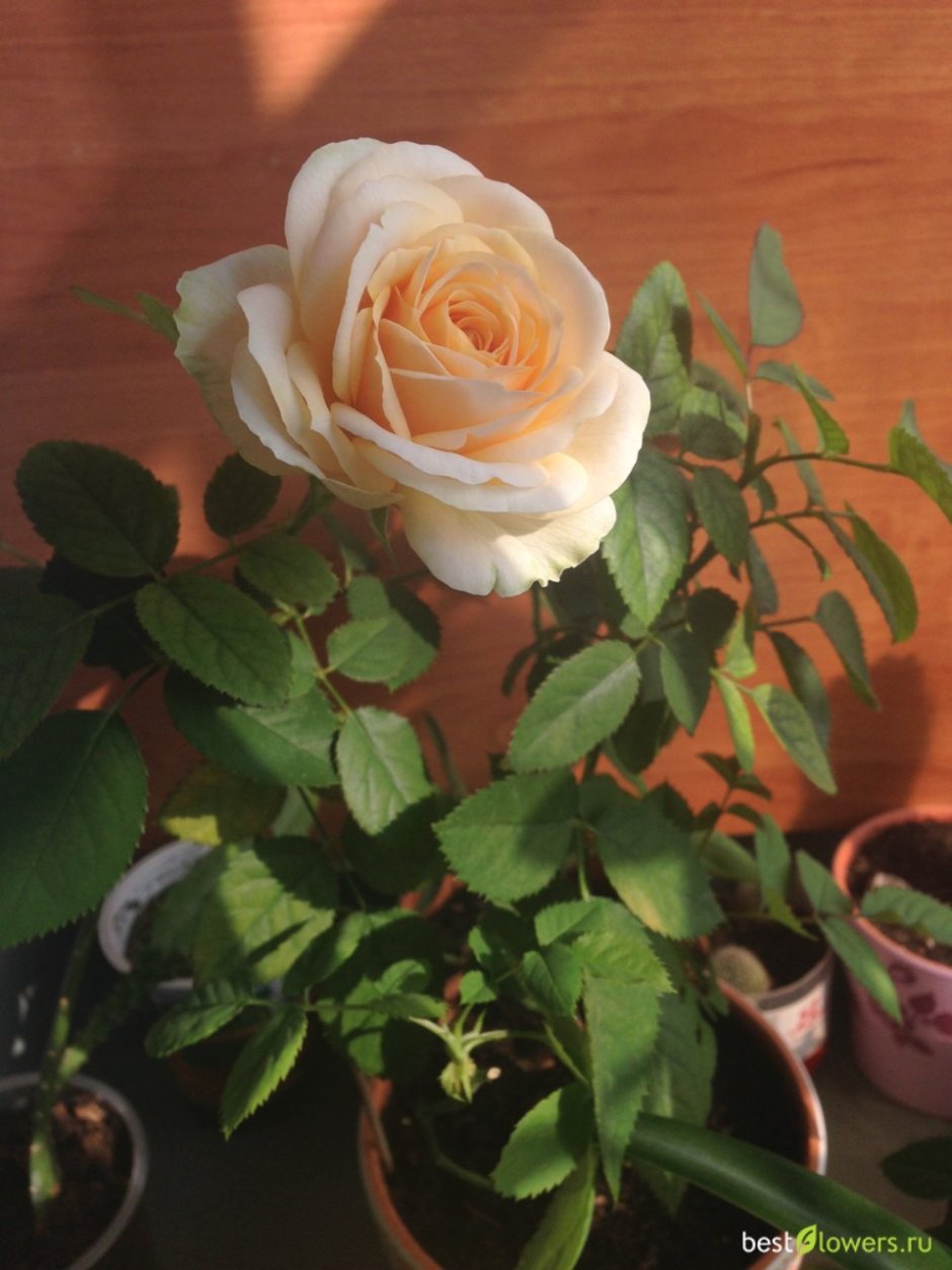 Роза комнатная кустовая