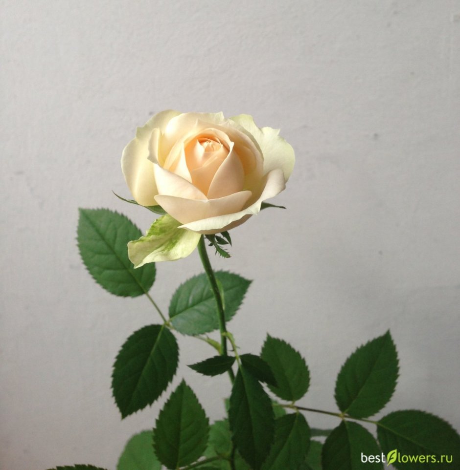 Белая роза читать онлайн бесплатно