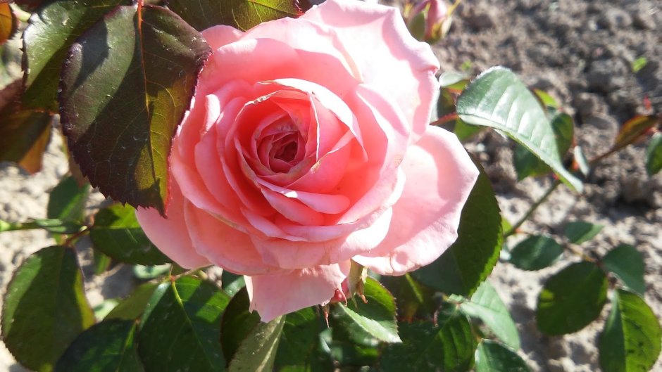 Роза Феурио розы