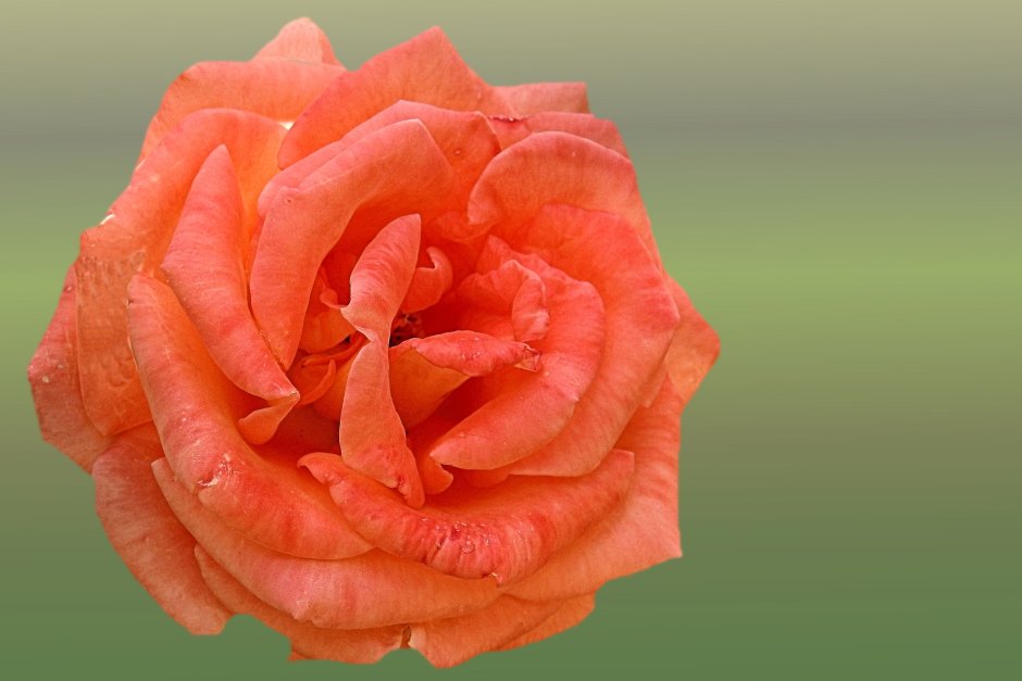 Роза Салмон / Rosa Salmon