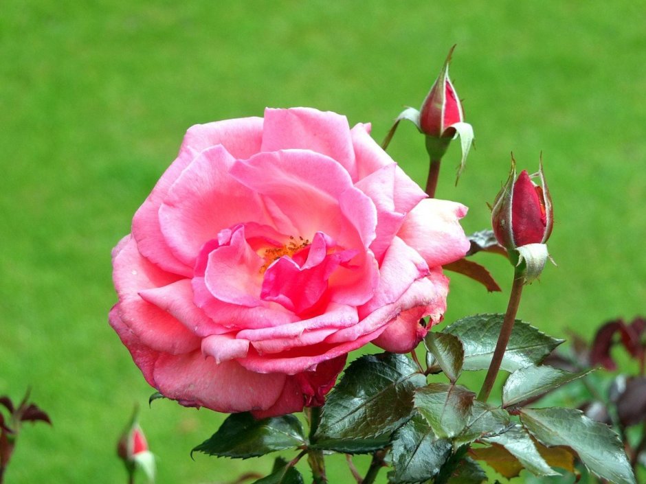 Роза Пасадена флорибунда
