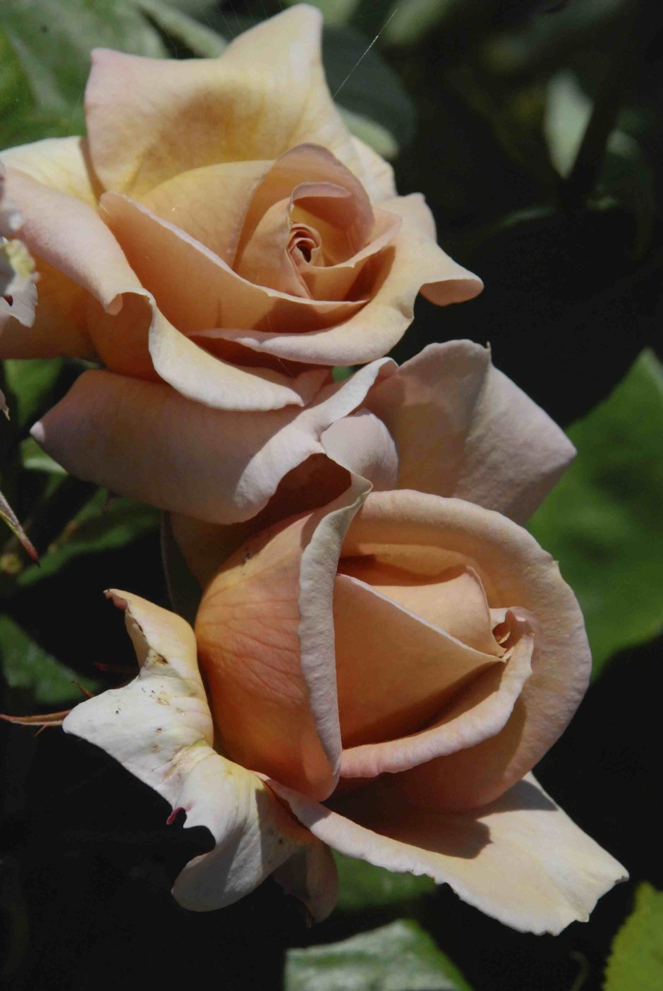 Роза флорибунда Персис
