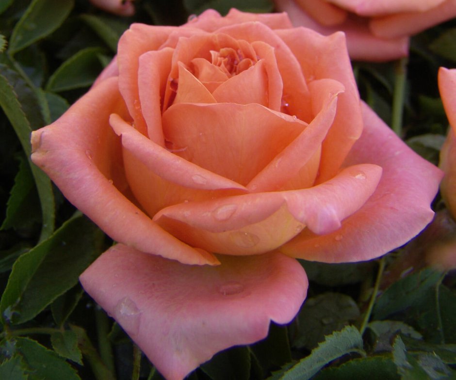 Цветок роза фулл Монти