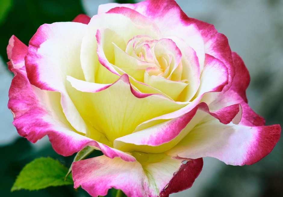 Нежная роза необыкновенной красоты