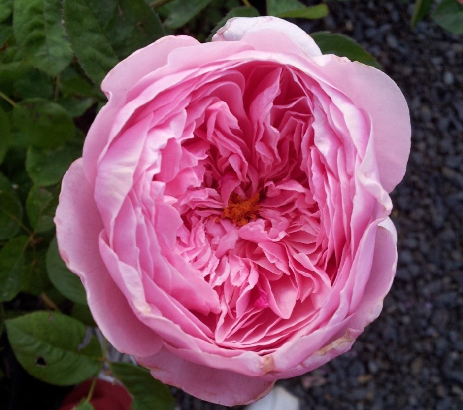 Роза fragrant Love