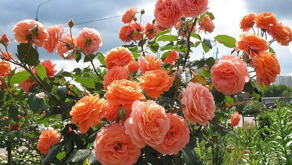 Розы шрабы Эдгар Дега