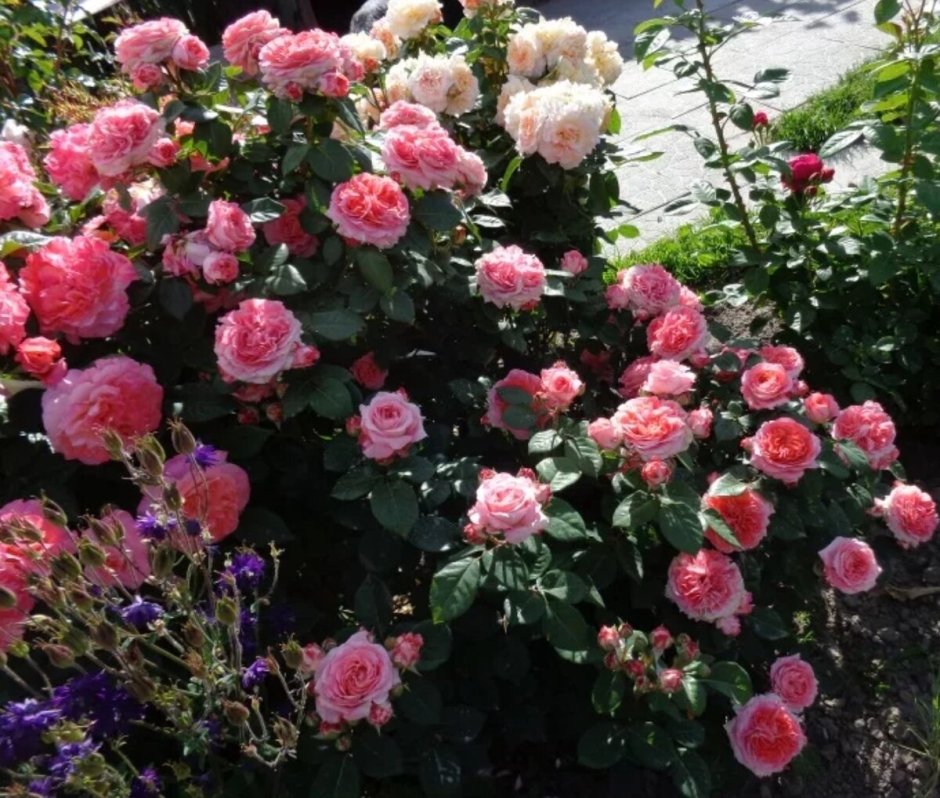 Роза английская Парковая Крокус Роуз