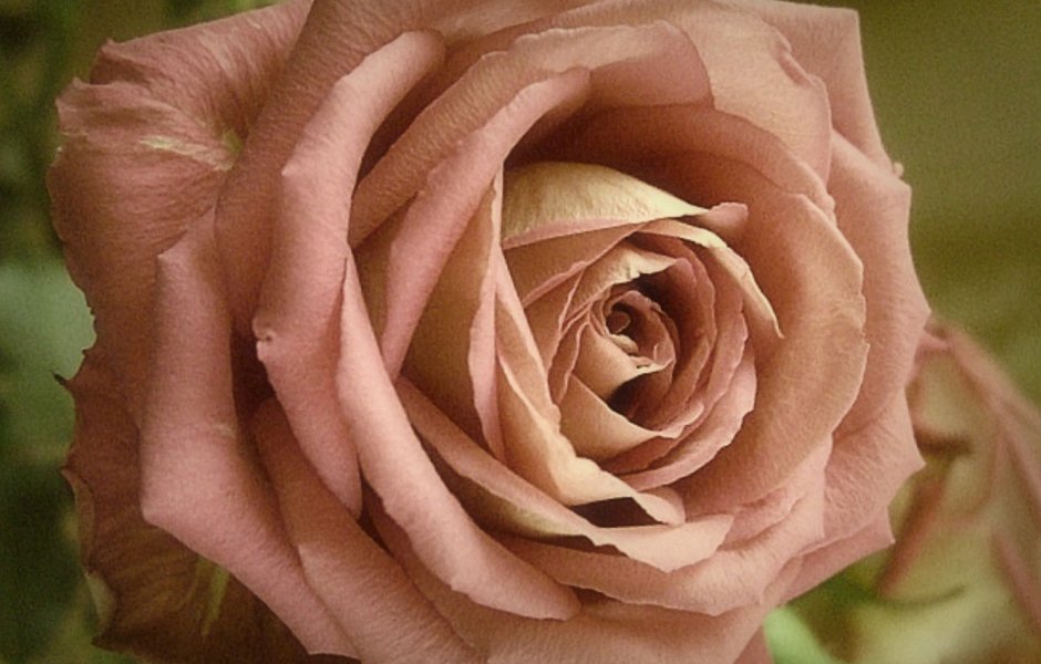 Роза чайно-гибридная коричневая