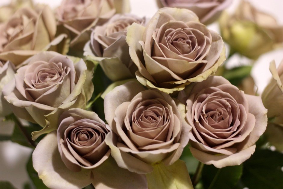Цвет пыльной розы Смик
