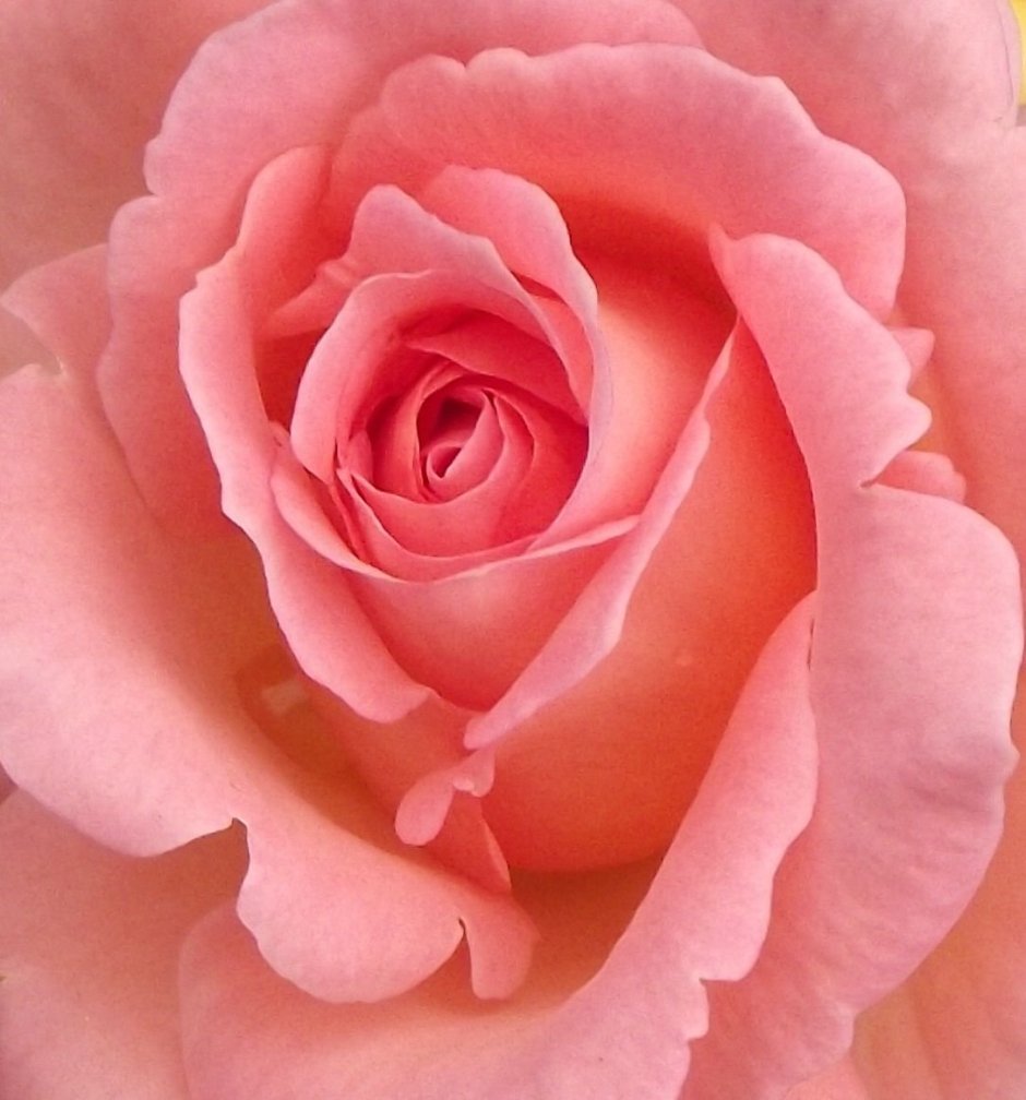 Палитра розовых оттенков