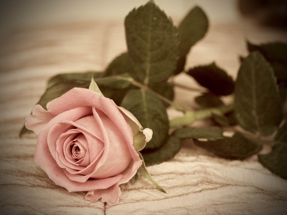 Пыльная роза палитра