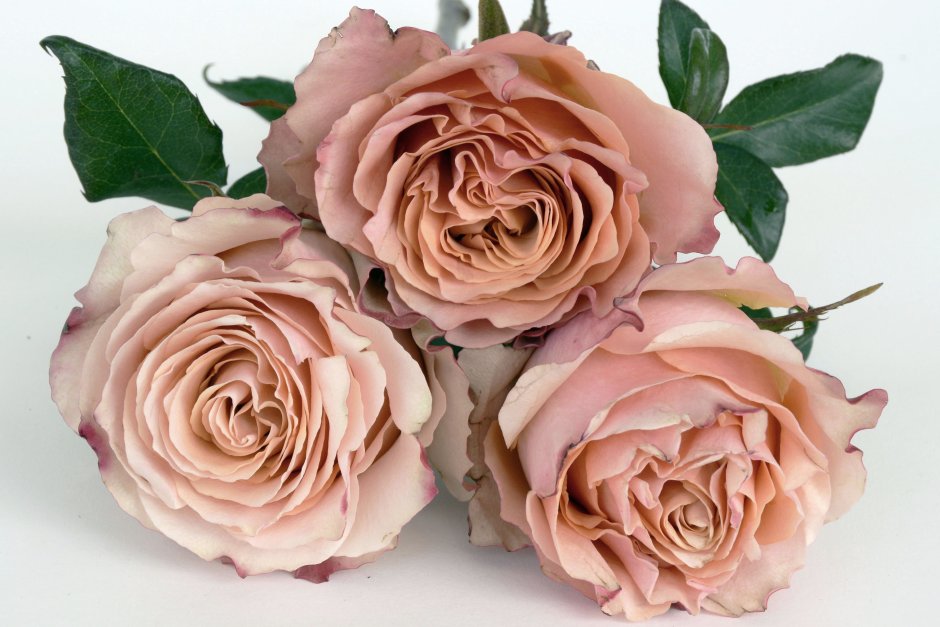 Бежево-розовые цветы