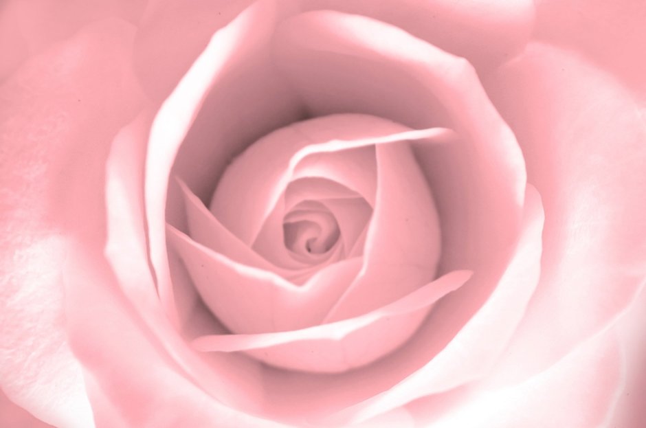 Пыльная роза цвет пантон